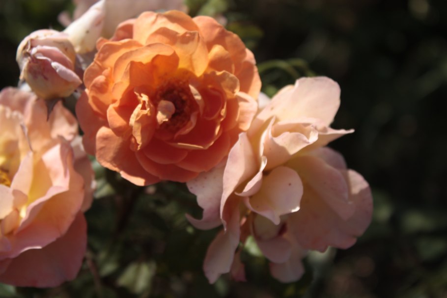 Роза Эприкот Гарден