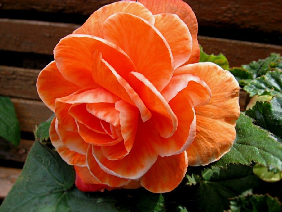 Роза шраб саммер мемориз