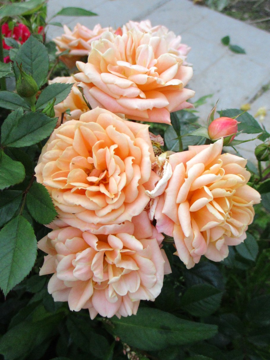 Роза Априкот сенсейшен