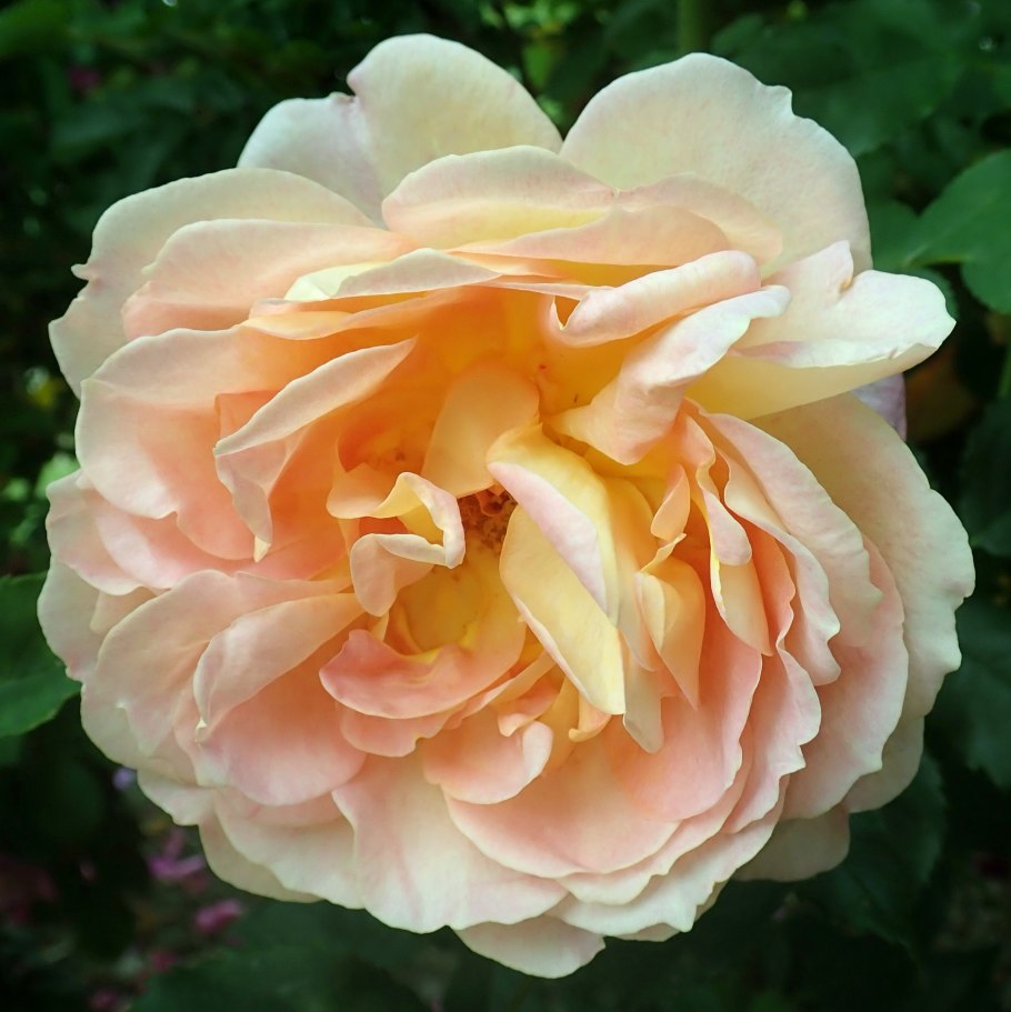 Роза кустовая Чарминг флоу