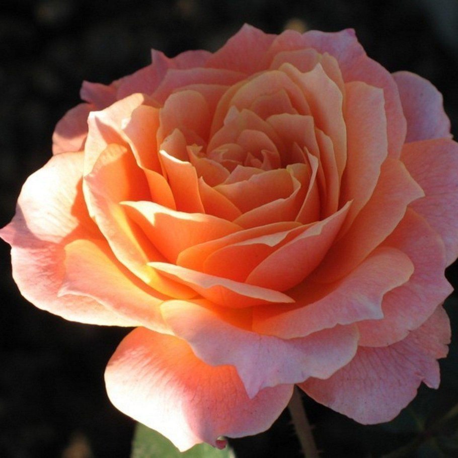 Роза Пич Клементин