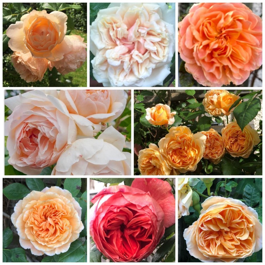 Роза Apricot Nectar