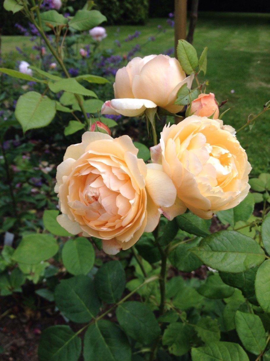 Розы пионовидные Джульетта