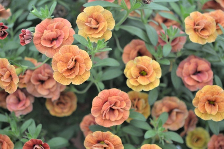 Роза Парковая Версайни