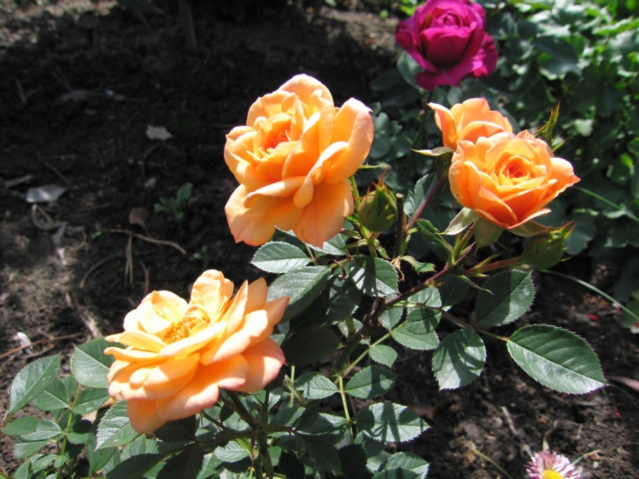 Роза кустовая Сансерре