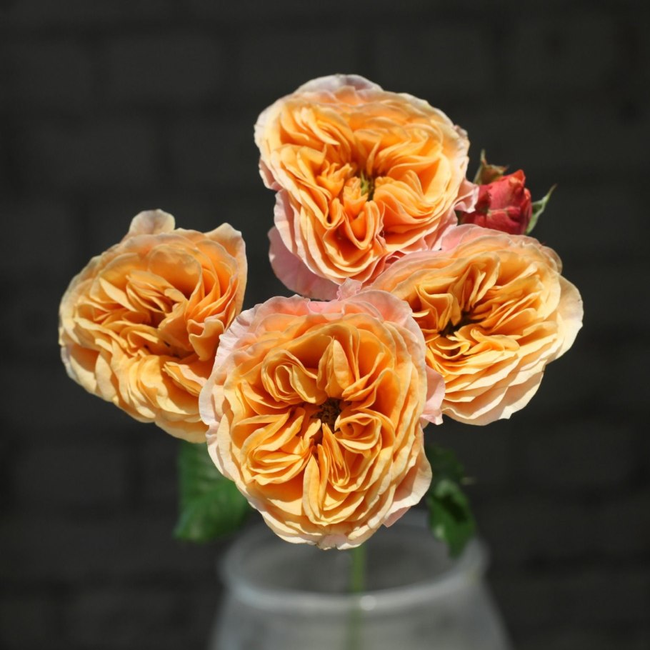 Рэд Лейс роза описание