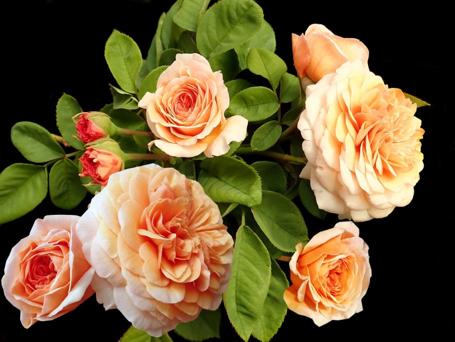 Роза Эприкот Гарден