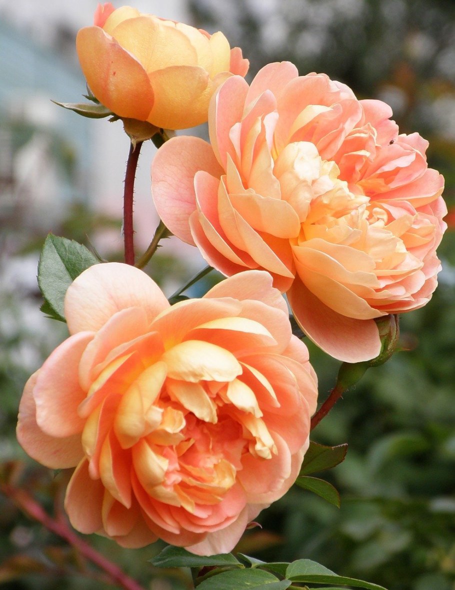 Роза Априкот нектар