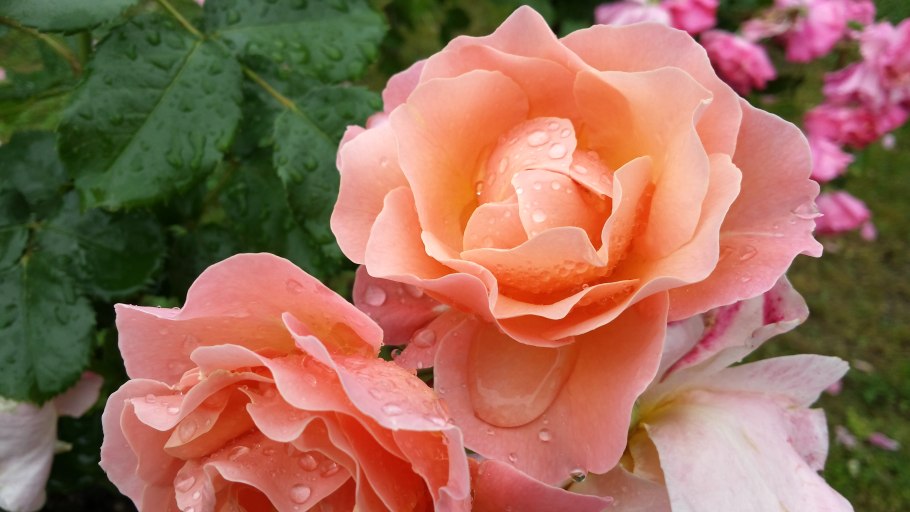 Бегония Розанна Априкот