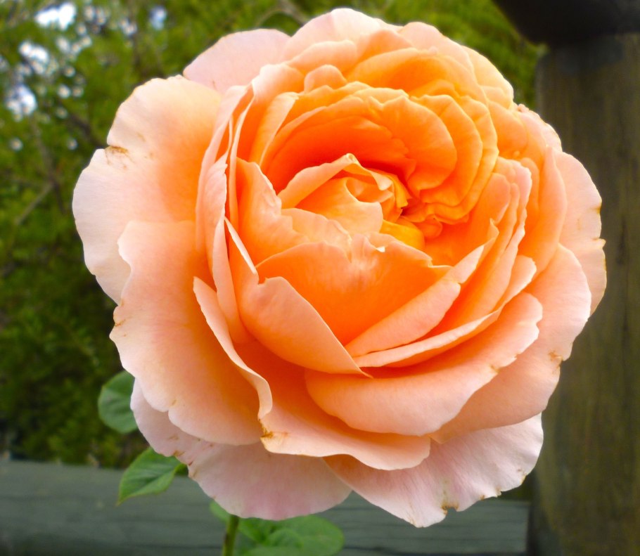 Роза Априкот Лейс