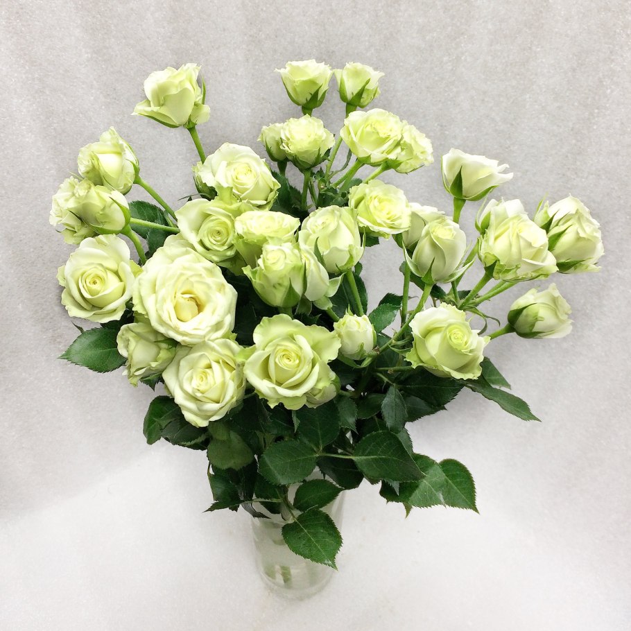 Роза кустовая сансерре