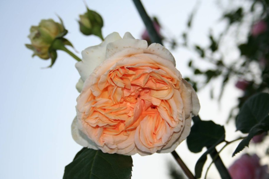 Роза Эприкот Глоу