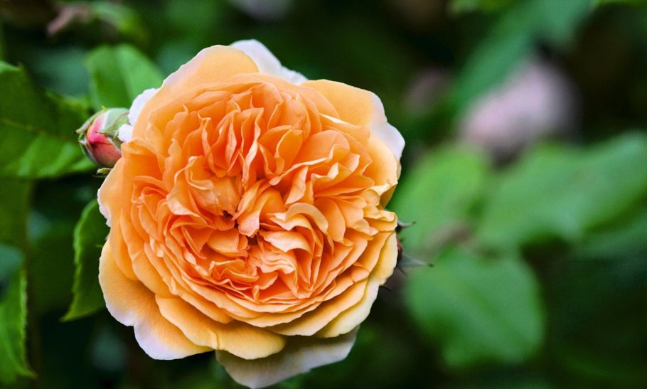 Роза кустовая Пинк Лейс