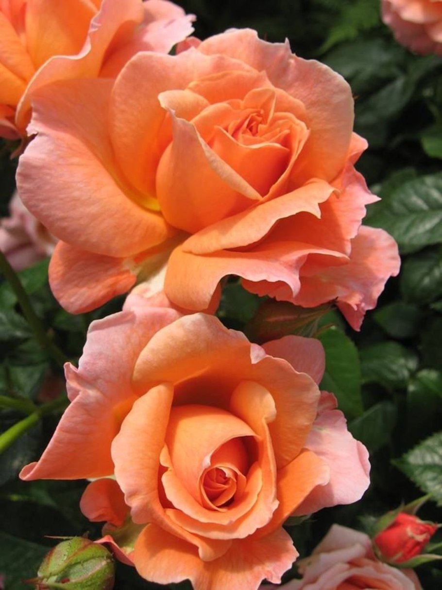 Роза кустовая Тринити