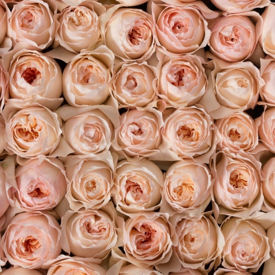 Роза Априкот Лейс