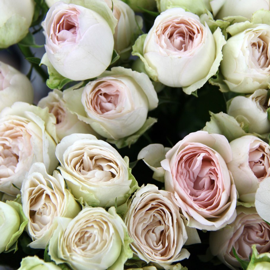 Роза Парковая Эприкот Блисс