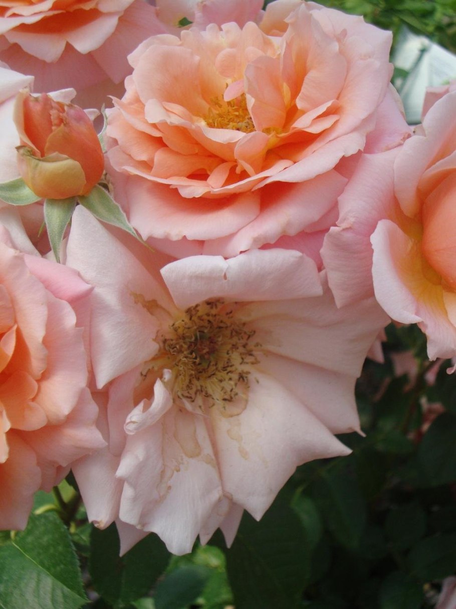 Кустовая пионовидная Джиллато роза