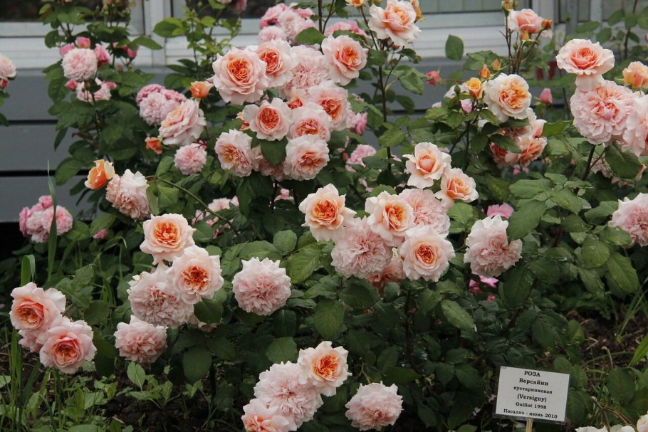 Розы абрикосовые букет фото