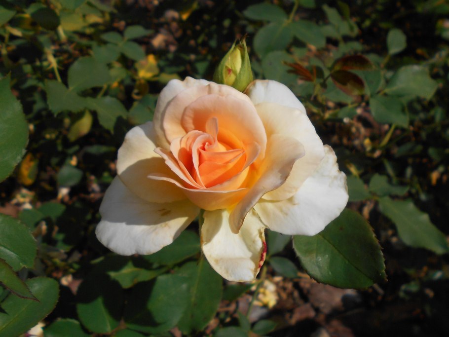 Роза apricot nectar