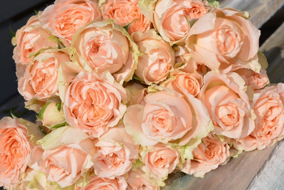 Роза Фрагрант Пич