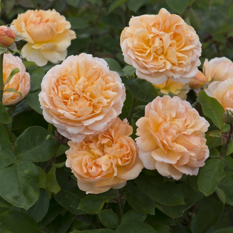 Роза дэвида остина леди гарденер