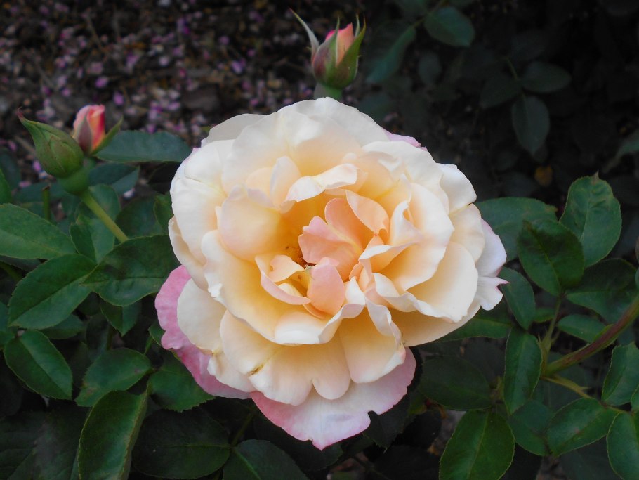 Роза Бомбастик