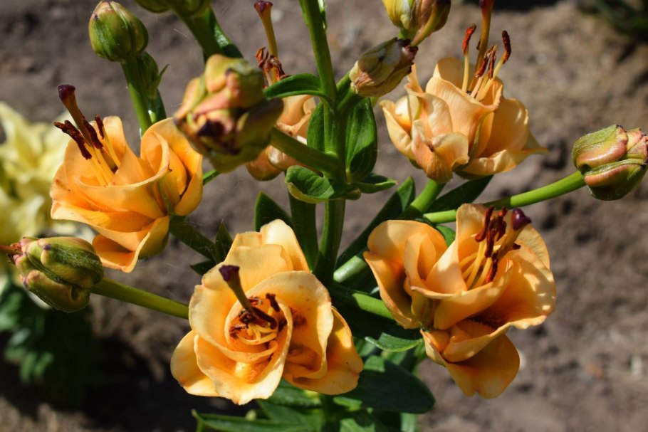 Роза бордюр Априкот