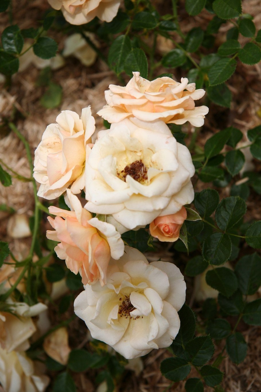 Пион Априкот Квин