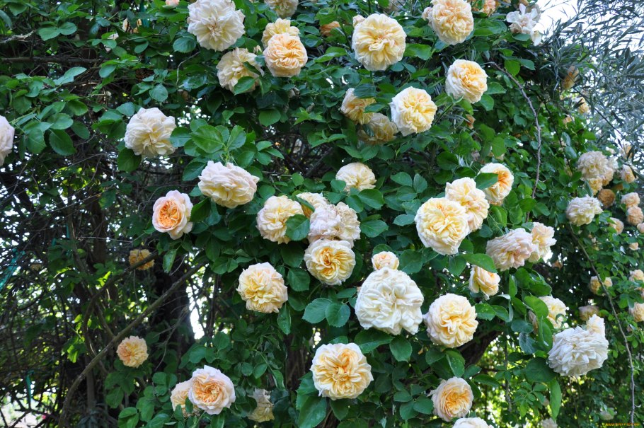 Роза Парковая Пич меднесс