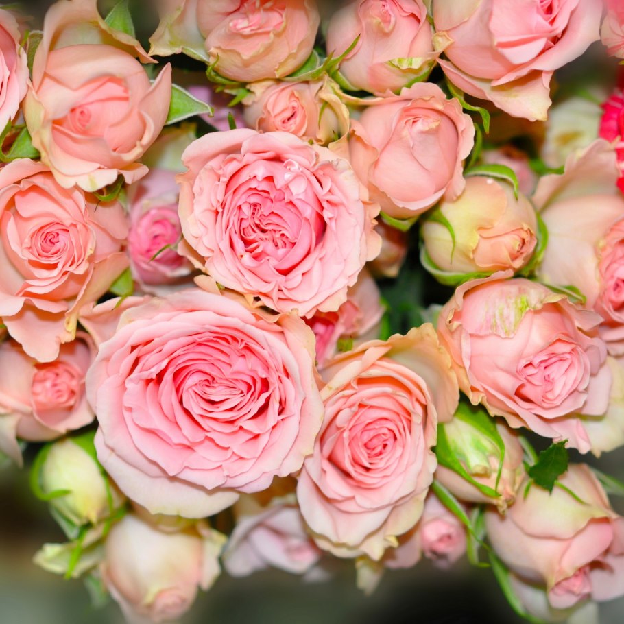 Роза кустовая пионовидная