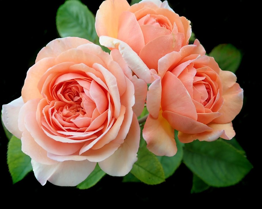 Роза бордю абрикос