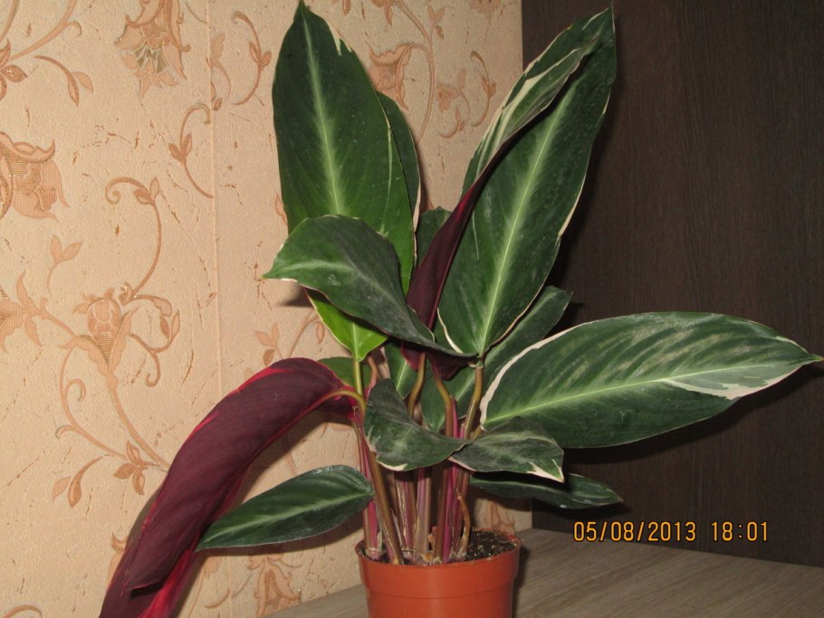 Комнатный цветок с широкими темными листьями