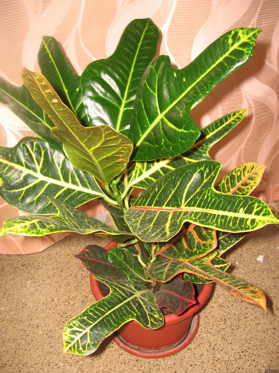 Кротон лировидный