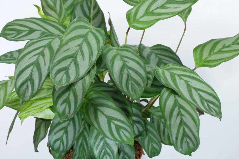 Калатея зебровидная