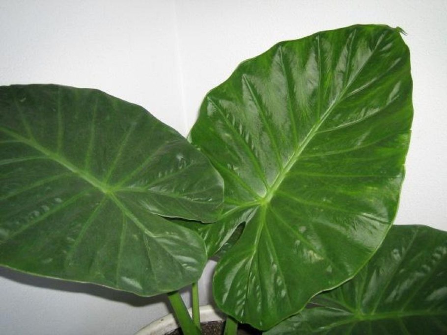 Монстера Маргината