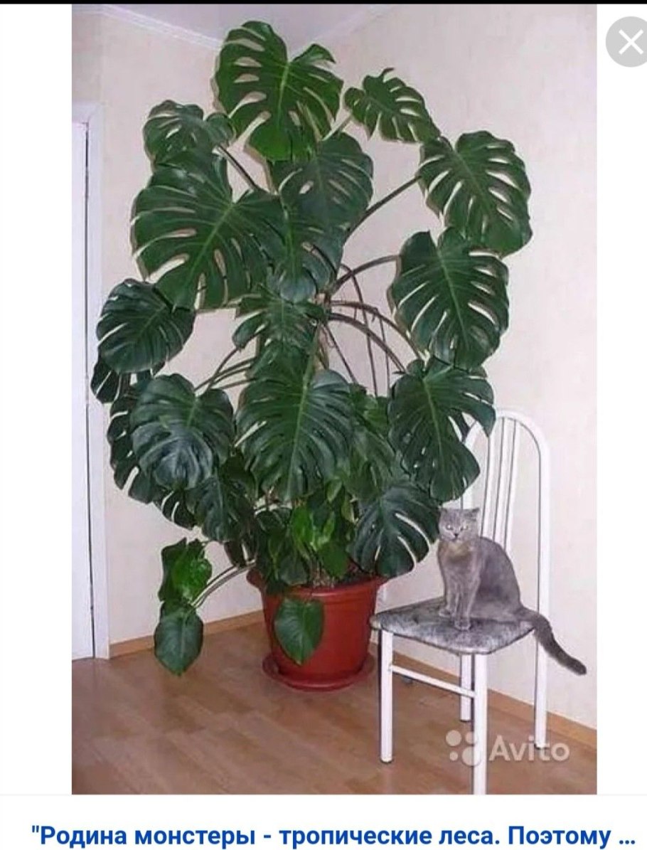 Калатея ланцетцетолистная