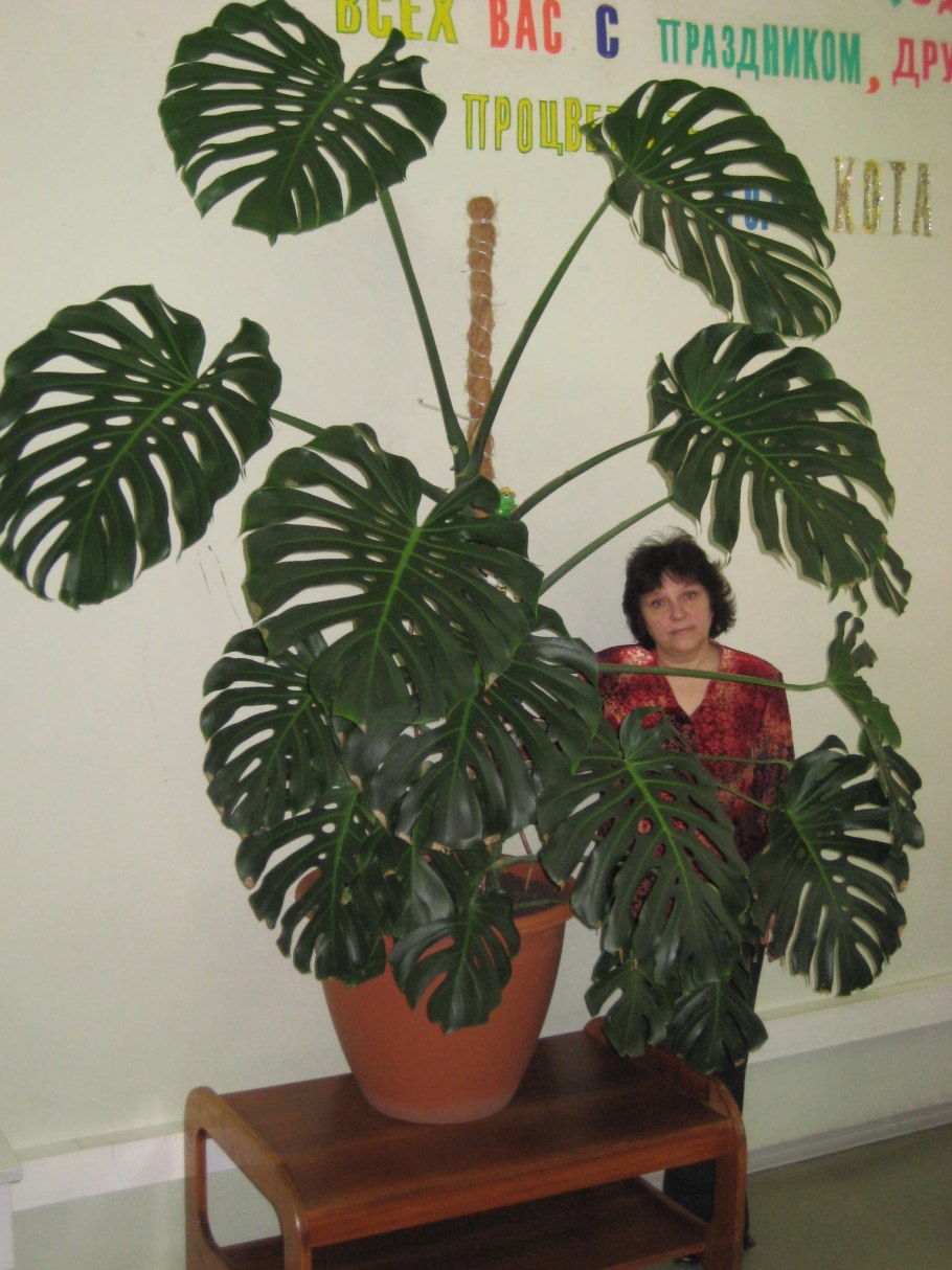 Филодендрон стрелолистный