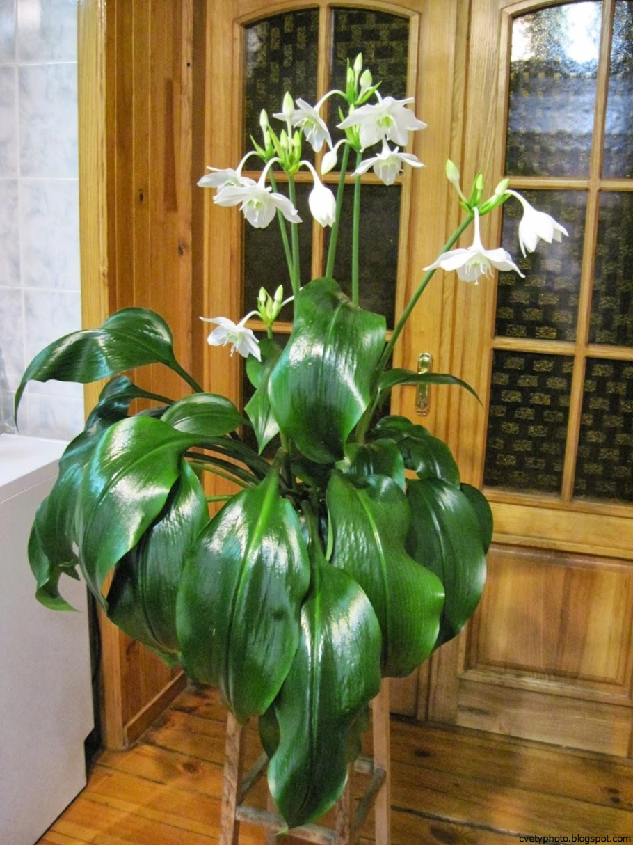 Эухарис Lechuza