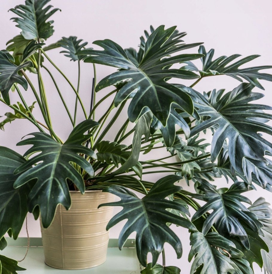 Спатифиллум сенсация