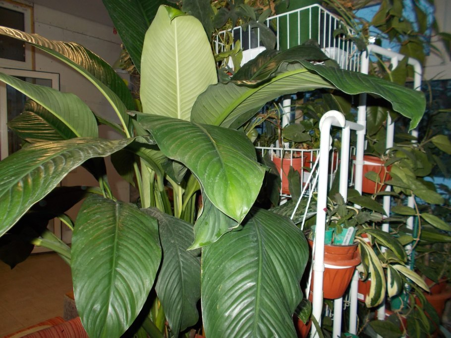 Монстера, алоказия