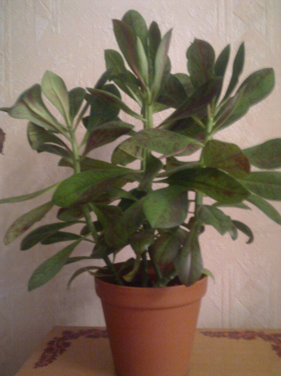 Монстера Делициоза