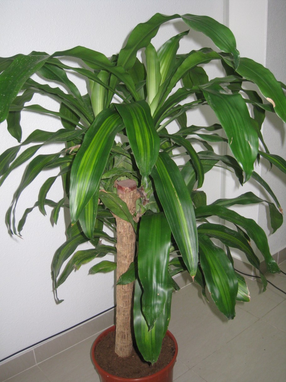 Калатея кроката