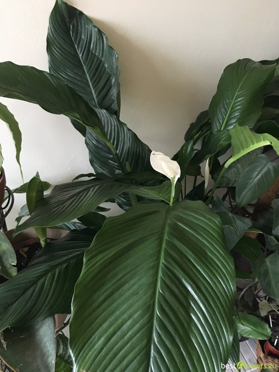 Монстера Делициоза (Monstera deliciosa)