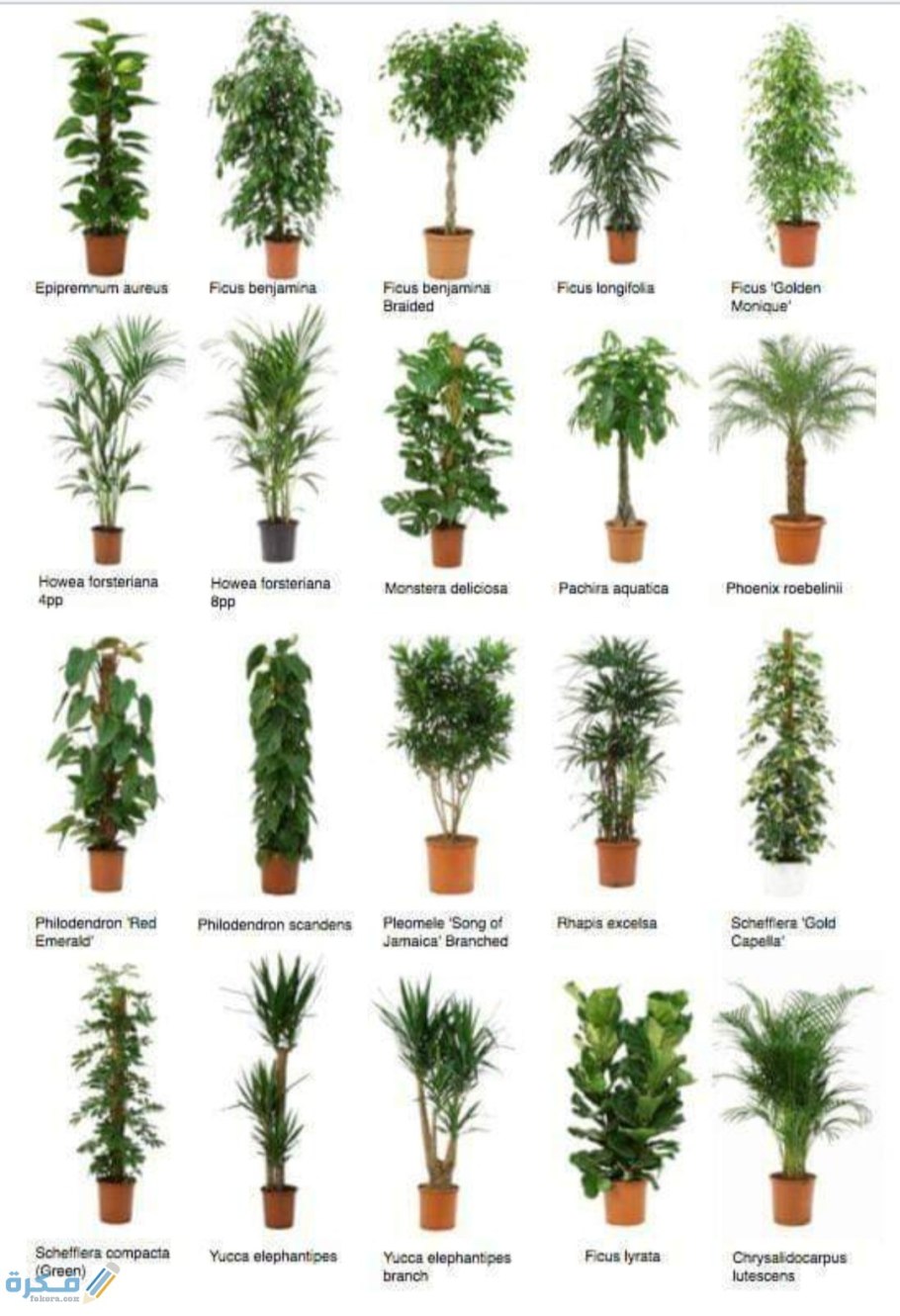 Диффенбахия Вайт принцесс