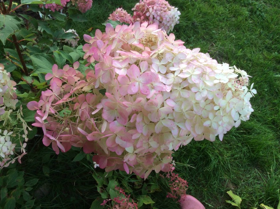 Гортензия Мейджикал Файер