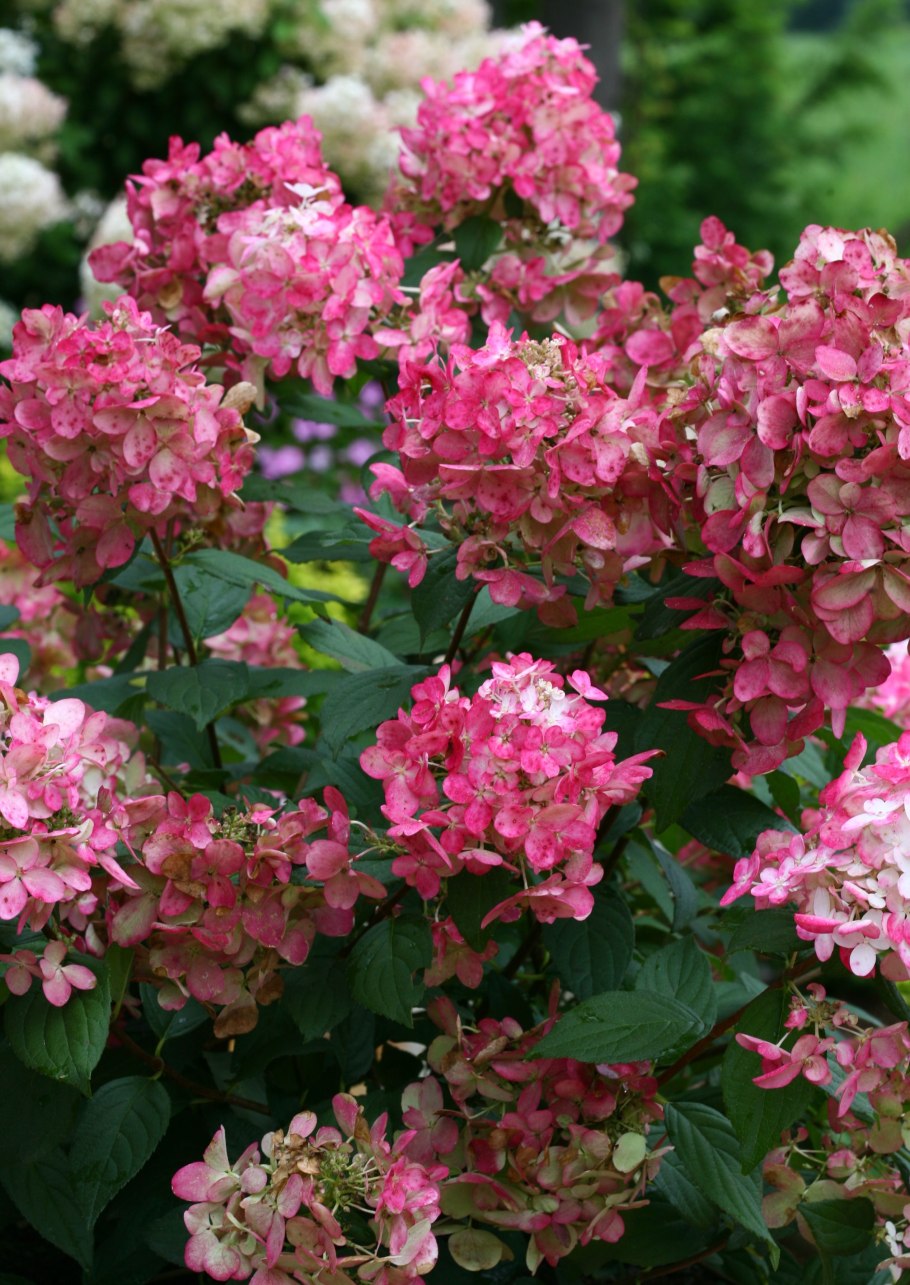 Гортензия метельчатая Мэджикал Кэндл