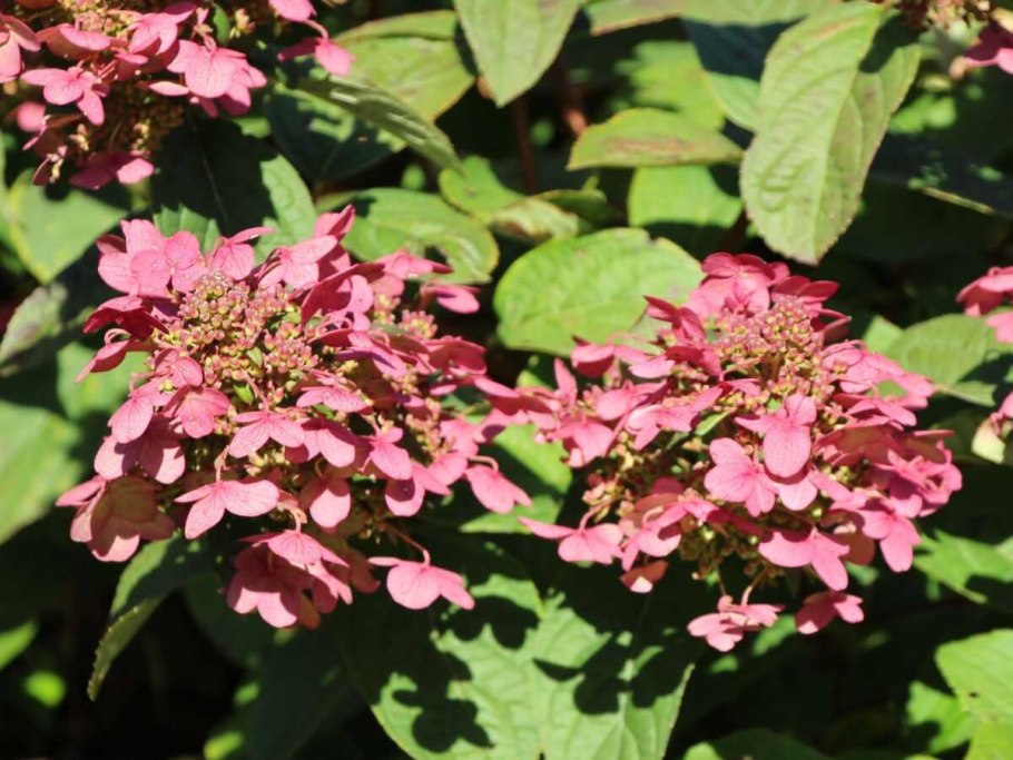 Гортензия метельчатая Мэджикал Файер