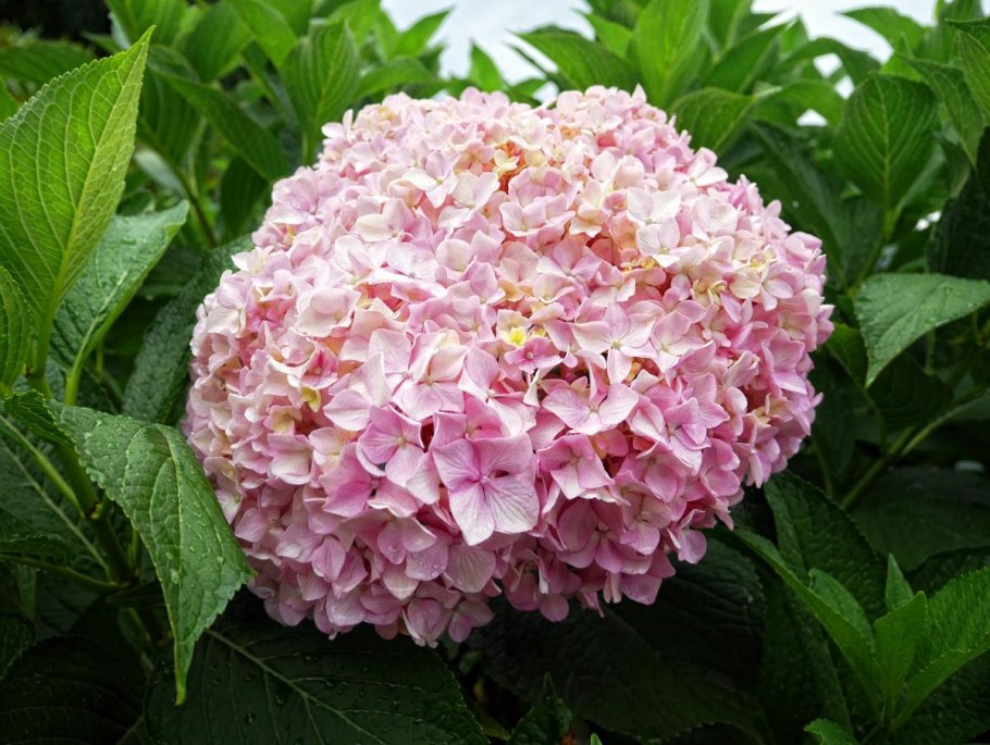 Гортензия метельчатая Файер