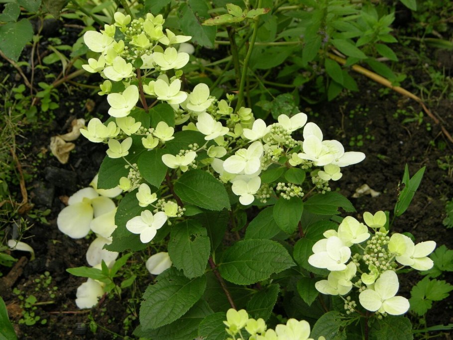 Гортензия метельчатая Мэджикал Флейм