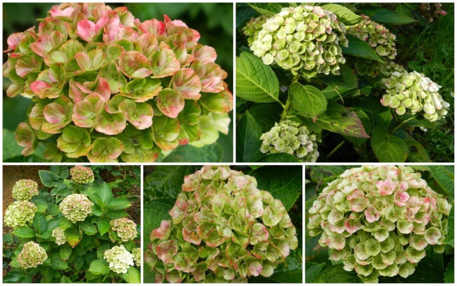 Медикал Везувио гортензия